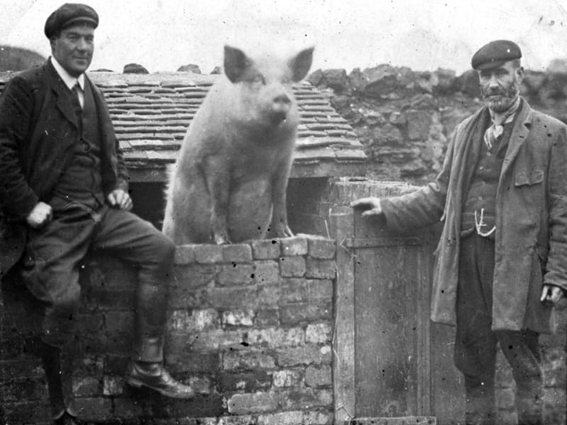 From the archives of the Ironbridge Gorge Museum comes this original image of the famous “Dawley pig on the wall” scene. Pictured on the left is Ernest Fletcher, landlord of the Unicorn pub at Little Dawley, and on the right John Price of Manor Farm, Little Dawley, with Percy the pig. The pigsty was located in the outbuildings behind the pub. The more familiar postcard version is believed to be a montage, with Mr Fletcher later shown with added moustache and altered clothing after reportedly objecting to the use of his image without permission