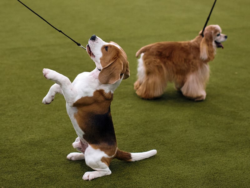 Bred to hunt in groups, Beagles have a natural affinity to being in a gang of animals. Traditionally that may have been other dogs, they are just as likely to see a cat as being another member of the pack. 