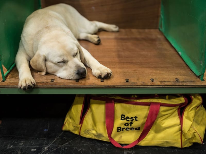Enthusiastic and outgoing, the Labrador Retriever is one of the friendliest breeds you can meet. They may chase a cat they don't know, but will should become firm friends with felines that are part of their household.