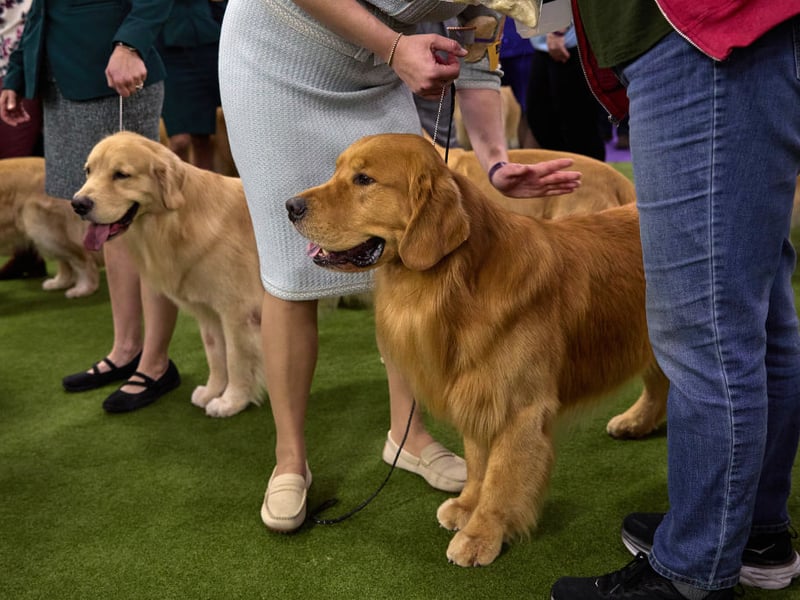 What goes for the Labrador Retriever is also usually true of for the Golden Retriever. That's certainly the case when it comes to feline friends, with the Golden Retriever making an equally great cat companion. 