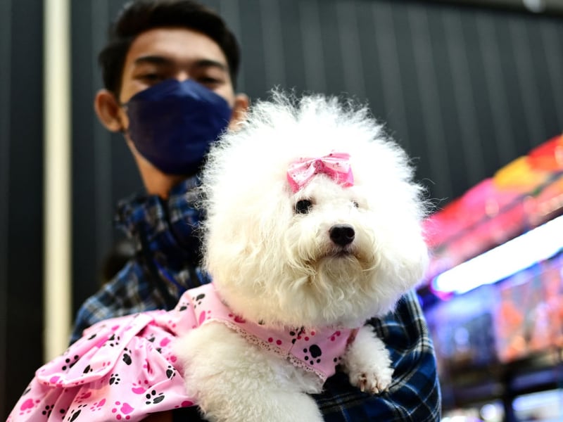 Bichon Frises are incredibly happy and energetic dogs that want to be friends with anybody. The only problem you might have is that a cat could find your pup a little too friendly when it wants some alone time.