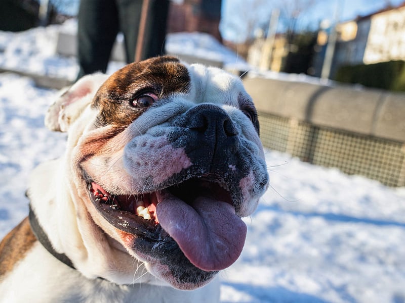 They make look a little grumpy but Bulldogs tend to be big softies. Renowned for their friendly temperament, they make friends with all animals - including cats - easily.