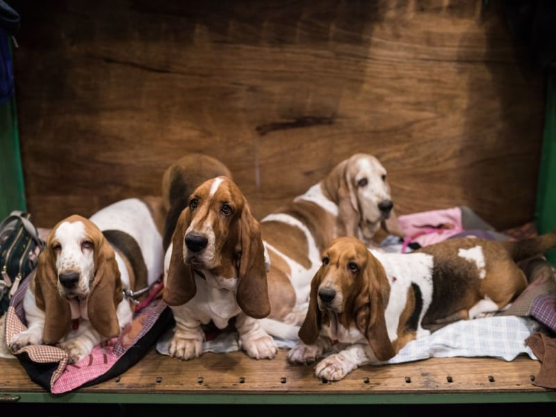Basset Hounds are loyal, patient, and very tolerant of other humans and animals. A combination of this breed's easy-going nature and laziness means they are more likely to cuddle up to a cat than chase one.