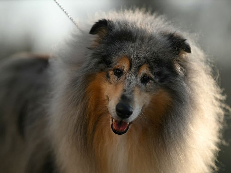 Collies have been bred to herd livestock so naturally get on well with other animals. Famous for loving children, this affection can often extend to cats.