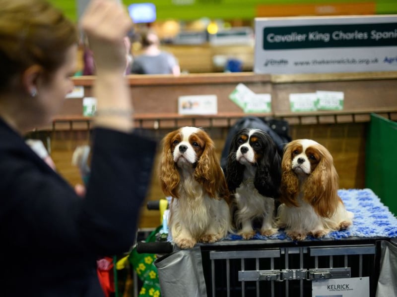 Another breed of dog close to cat-sized, the Cavalier King Charles Spaniel can make firm friends with felines. They don't have an aggressive bone in their body but are fearless - meaning they won't be bullied their cat housemate. 
