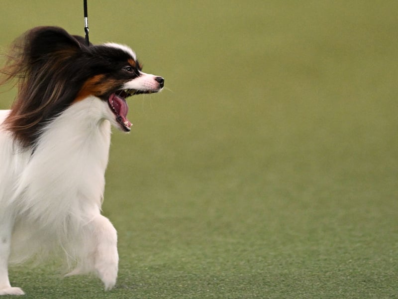 An adult Papillon is around the same size as a cat, which is perhaps one reason they seem to have a natural affinity. It's a breed that likes to join in with games and doesn't really care whether their playmate is another dog, a human, a cat, or a tennis ball.