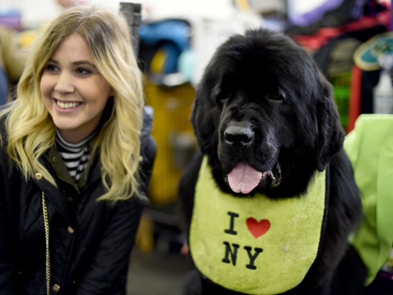 Newfoundlands are famously gentle giants with calm, nurturing personalities. Their patient disposition often allows cats to feel safe nearby, despite the breed’s large size and powerful physical presence.