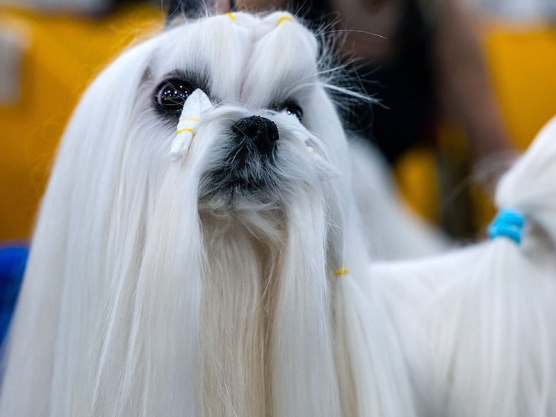 Maltese dogs tend to be calm and affectionate companions that usually chose harmony overaggression. Their gentle temperament and desire for closeness often lead them to form trusting and loving relationships with indoor cats.
