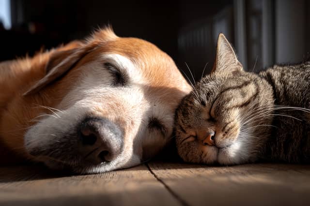 Some dog breeds have a reputation of forming a loving bond with cats.