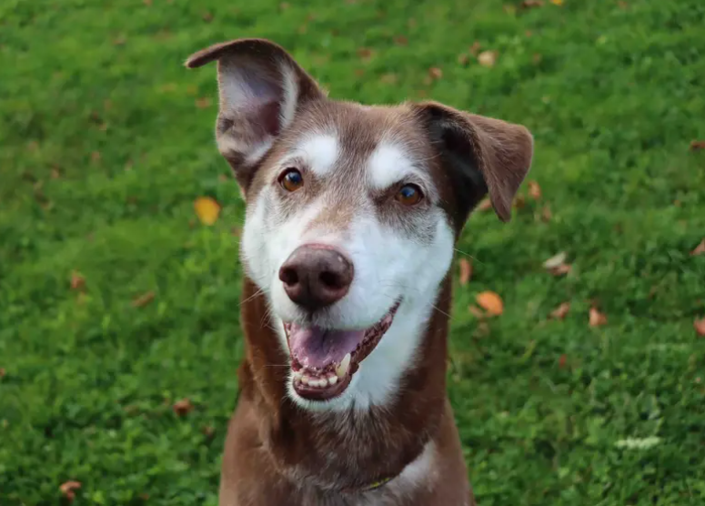 Amigo is looking for a family who have plenty of love to give to an older chap. He is young at heart and is still happy to go for adventures just as much as snoozing in the house. He is quite an independent boy and will happily take himself off for a sunbathe in the garden.