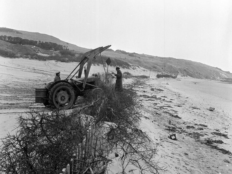 Workers use a tractor to erect a sand wall to prevent erosion on Gullane Beach in 1964.
