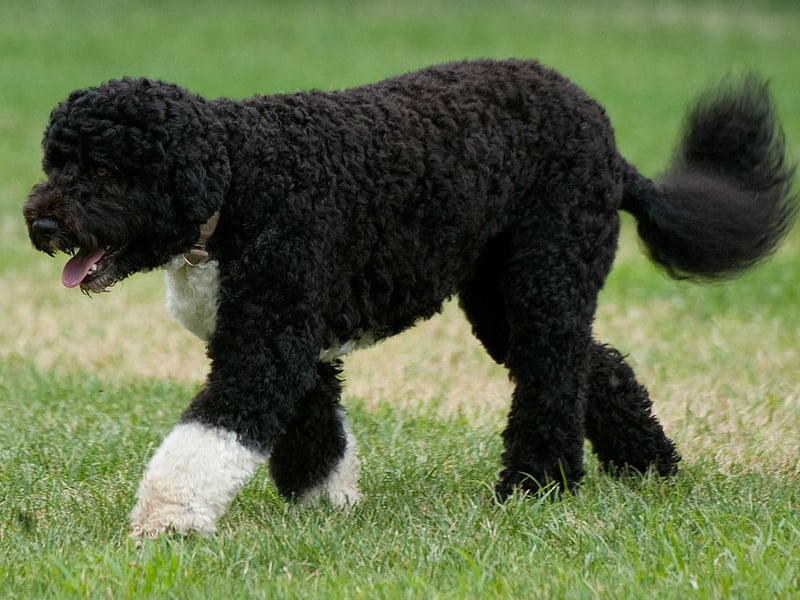 Sometimes aggression can be caused due to a lack of understanding so often the most intelligent dogs can be the least aggressive. The Portuguese Water Dog is one such bright spark that has the added bonus of being low-shedding so suitable for allergy sufferers.