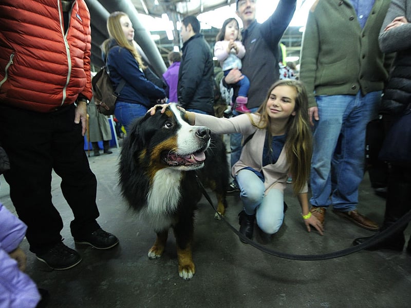 It would be a pretty big problem if the enormous Bernese Mountain Dog was an aggressive breed - thankfully they are another breed of monumental dog who are gentle giants. They are particularly gentle with children and make wonderful family pets - as long as you have enough room and enough cash to pay for all that food!