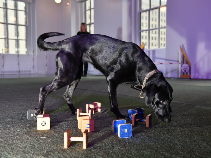 Moving on to the dogs that could go their whole lives without a sign of aggression, led by the loving Labrador Retriever. One of the reasons that the Lab is the world's most popular dog is its lack of aggression. Vigorous licking of faces is the main thing to look out for with this good natured breed. 
