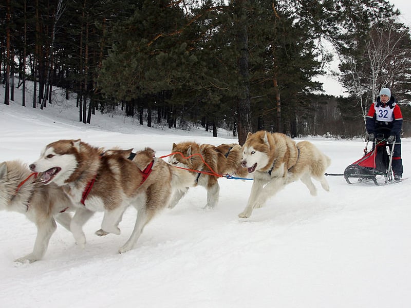 What is true of the Husky tends to also be true of the their close cousin the Alaskan Malamute - and that's the case with possible aggression. They are even bigger than Huskies though, meaning it's even more important for them to be trained properly. 