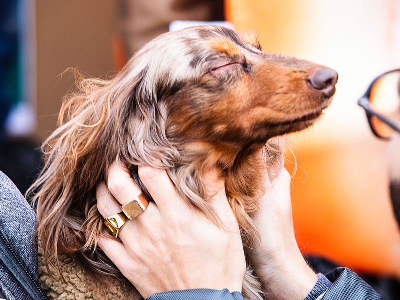 Ask any Dachshund owner and they will confess that their adored pup isn't always the easiest pet to have in the house. Sausage Dogs are notoriously badly behaved and are not averse to turning to snarls, growls and nips if they aren't getting their own way.