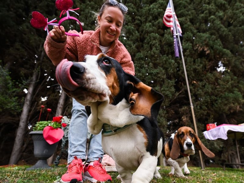 It takes serious amounts of energy to be aggressive - reserves that the notoriously lazy Basset Hound will be loath to dip into unless really needed.