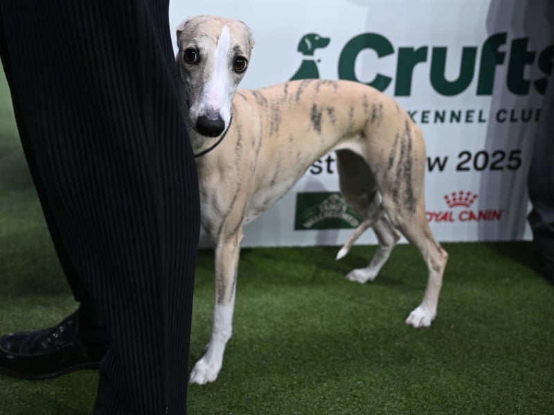 Any energy the Whippet has will be reserved for zooming around the park at high speed - with very little left for anything approaching aggression. When they are done with exercising they are equally happy snoozing on the sofa.