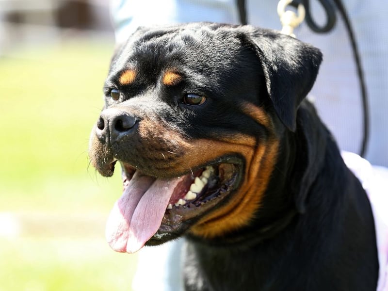 While the Rottweiler's reputation for uncontrolled aggression is slightly unfair, it is a breed of dog that has the potential to be aggressive. The dog's upbringing is key - a well-trained Rottweiler with an experienced owner can be a placid and loving dog, but this isn't a breed for novices. 