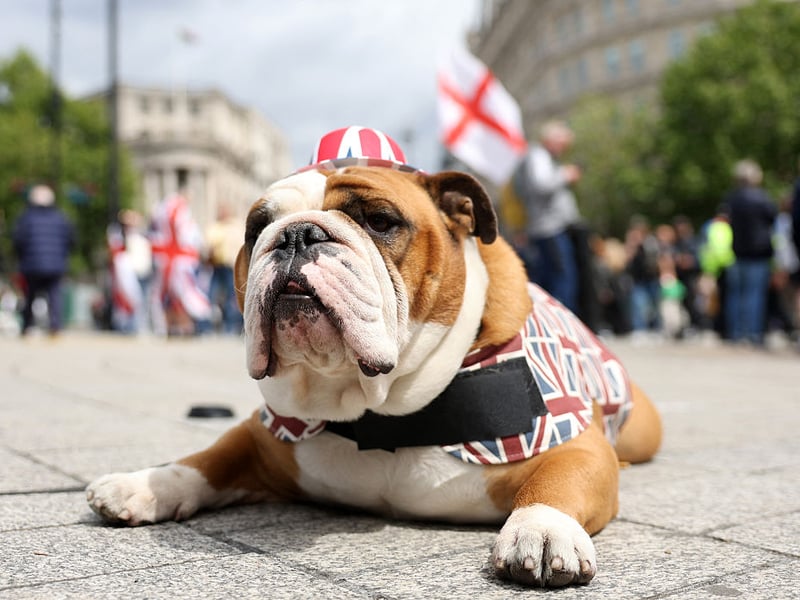 Both the English Bulldog and the smaller French Bulldog tend to be fairly peaceable breeds - they actually have very powerful jaws but are unlikely to use them for anything more harmful than chewing a favourite stick.
