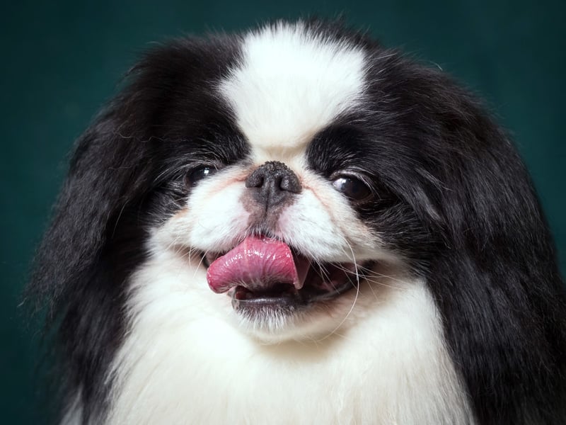 A more unusual breed in the UK, the Japanese Chins are known for their sweet, loving, and affectionate nature. They may well be vocal when it comes to strangers coming into their homes, but that's pretty much where any aggression will stop. 