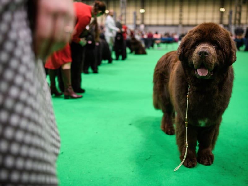 The huge Newfoundland is the very definition of a gentle giant. Their lack of aggression means that they are known as 'nanny dogs' due to their gentle nature and the fact that they get on so well with young children.