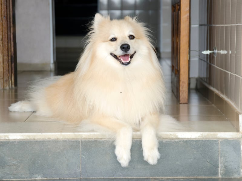We're starting with the dogs that are most likely to show signs of aggression and first up is the German Spitz. The may look like fluffy balls of fun, but these pups have a reputation of being highly suspicious of strangers - both human and canine. They can be highly reactive, lashing out when nervous.