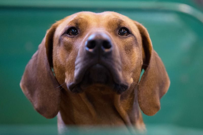 Dog Aggression 2026: Here are the 24 breeds of adorable dog most and ...