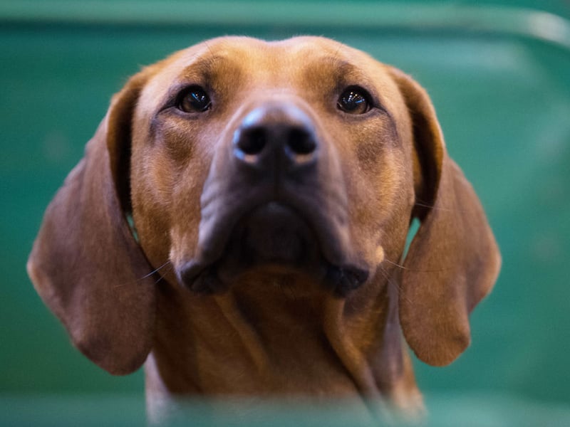 Originally bred to protect cattle from lions in their native Africa, it's perhaps not surprising that the Rhodesian Ridgeback still retains an aggressive streak. They are another breed particularly likely to show aggression towards people they don't know.