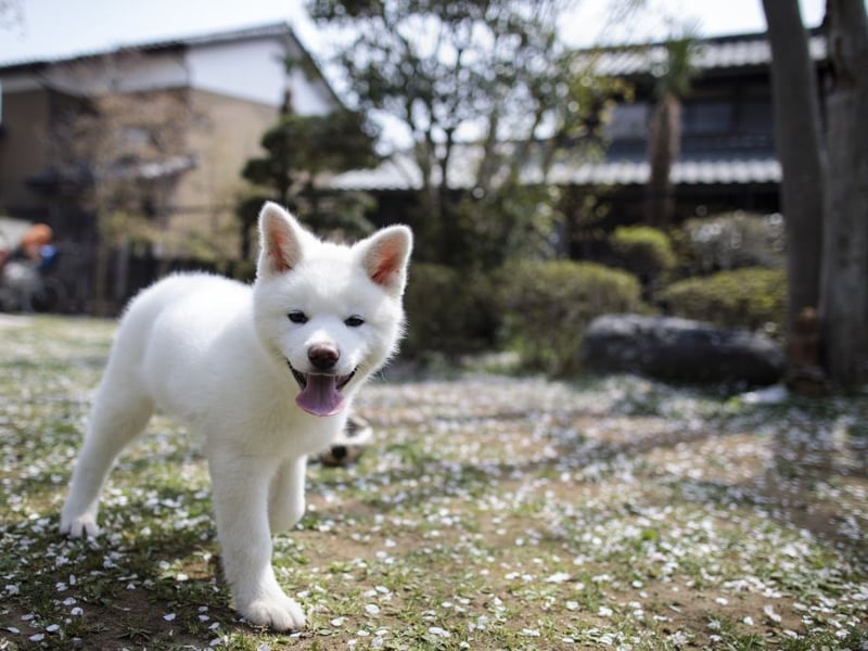 The Akita is essentially Japan's equivalent of the German Shepherd - commonly used as police and guard dogs. Again, it's important to make sure its natural aggression is put to good use.