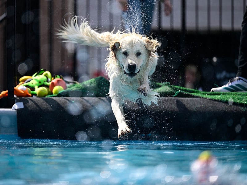 What's true of the Labrador Retriever is also usually true of close cousin the Golden Retriever. That's certainly true when it comes to levels of aggression. Other than enjoying a nibble of their owners when teething, this is a dog whose main emotion is love and devotion.