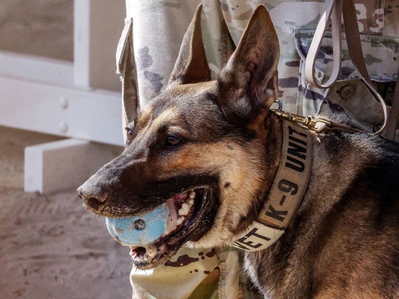 Aggression isn't always a bad thing in a dog - the German Shepherd's temperament means that it excels as a forces dog, police dog and guard dog. While it's not a dog to get on the wrong side of, if the aggression is channelled in the right way it can be a great pet that is sure to protect its beloved family.