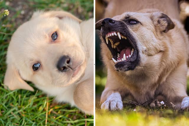 Different breeds of dog have different levels of natural aggression.