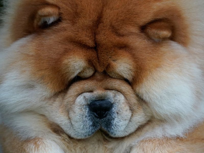 The huge Chow Chow is another dog that should only be considered by experience dog owners. It is a breed that has a dominant personality which can turn to aggression to assert that dominance.