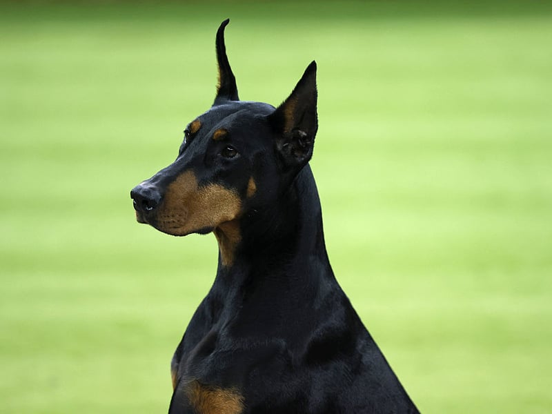 Dobermanns are usually fiercely loyal to their owners but that can also result in signs of aggression to strangers. Early socialisation is a must with this muscular breed. 