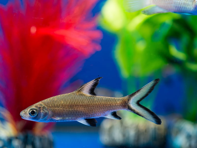 Peaceful and striking, Bala Sharks can grow up to 14 inches. They’re active swimmers and prefer to be in groups - so are another ideal fish for school fans. The require large, long tanks with plenty of open space and clean water. Not real sharks...