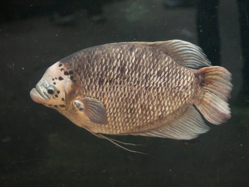 Reaching up to 28 inches, Giant Gouramis are gentle giants. They’re intelligent, long-lived, and can become attached to their keepers. With a face only a mother could love, they need large tanks and plenty of open swimming space. A naturally friendly creature, they can coexist with similarly-sized fish. 