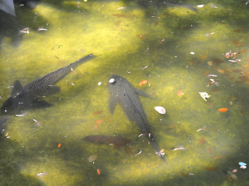 They may be small in the pet shop but don't be fooled - the Common Plecostomus (or Pleco) can easily reach 18-24 inches in length. These algae eaters are perfect for keeping your tank clear of the green stuff and, as long as they have a few hiding spots, they can thrive in a large community tank. 