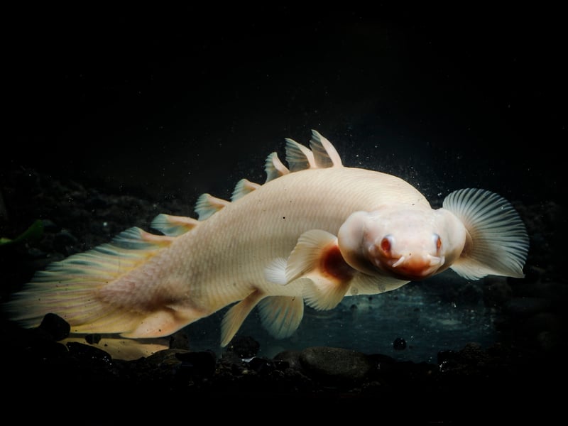 Primitive and eel-like, growing up to 24 inches, the Bichir is another fish as likely to give you nightmares as fill you with wonder. We think they are amazing though, with their feathery fins and armor-like scales. They are bottom dwellers but have the ability to breathe air so will regalarly pop up to the surface for a breather - meaning a tight lid is essential.