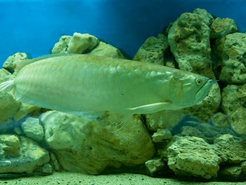 Growing up to three feet, the mighty Silver Arowanas are powerful surface-dwelling predators. Known for their metallic sheen and jumping ability, they require massive tanks, secure lids, and are best kept solo or with strong tankmates - these fish are proper carnivores. Although they need a large aquarium, they'll only occupy the top couple of feet.