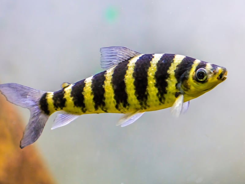 The Banded Leporinus is a stunningly-patterned fish that can grow up to a foot in length. They enjoy living in small schools so if you are looking for a pack of fish to dart around your enormous tank then these are a good choice. They just love to jump, so make sure that lid is good and secure.