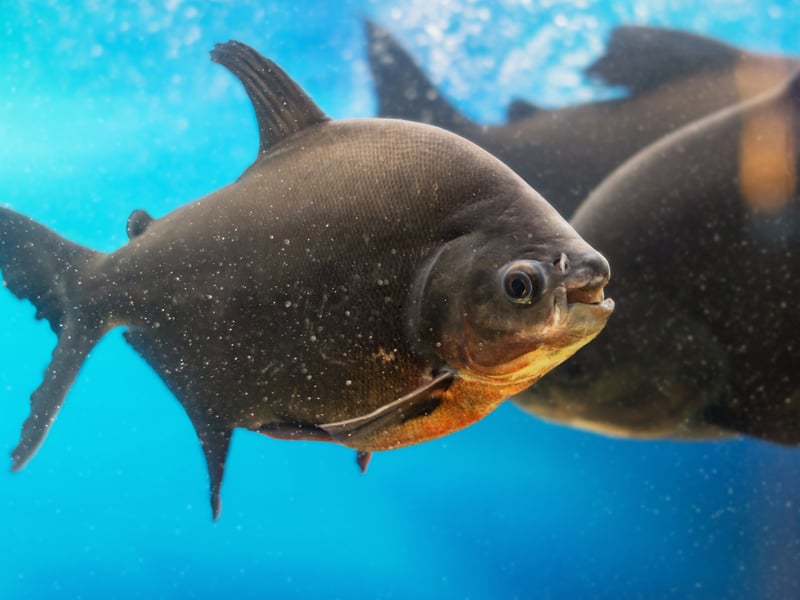 With those bitey-looking wee faces the Pacu is often confused with the notorious Pirahha, but they couldn't be more different when it comes to diet, being entirely peaceful carnivores. They may be chilled but they are not small - growing to over two feet. That heft and their active swimming style means they need plenty of room in a tank.