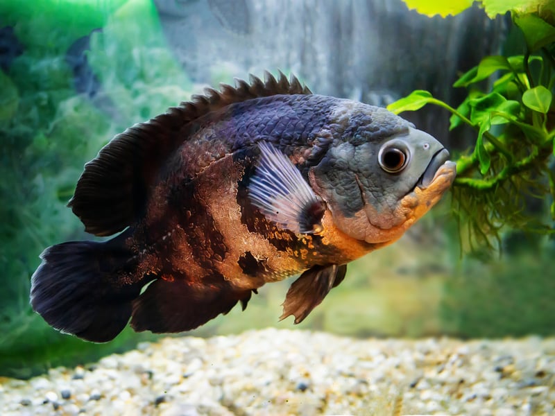 Oscars can reach 12–14 inches in length and are quite remarkable animals - they are intelligent and interactive fish, able to recognise their owners and display unique personalities. These fishy monsters are best kept in large tanks with strong filtration due to their delightfully messy feeding habits.