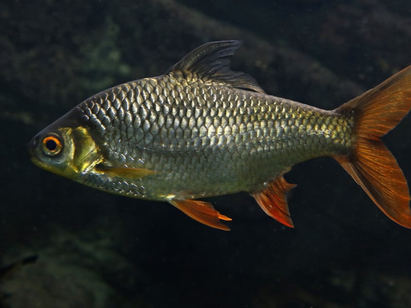 Reaching 14 inches, Tinfoil Barbs are fast, peaceful, and social bars of scaley silver. Best kept in schools, they need a large tank and strong currents. They’re not aggressive but may bully smaller fish out of their food. 