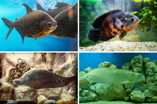 Some of the biggest breeds of pet tropical fish.
