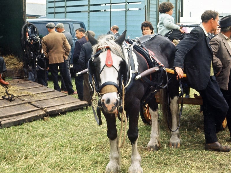 Horseboxes and sightseers at the Lee Gap Fair in August 1965.