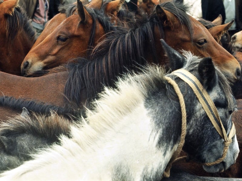 Young horses and ponies for sale at Lee Gap Fair in August 1965.
