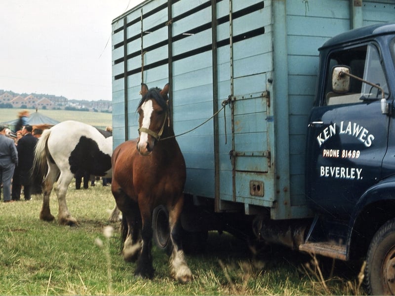 A horse tethered to a mobile horse box in August 1965. The horse box belongs to Ken Lawes of Beverley