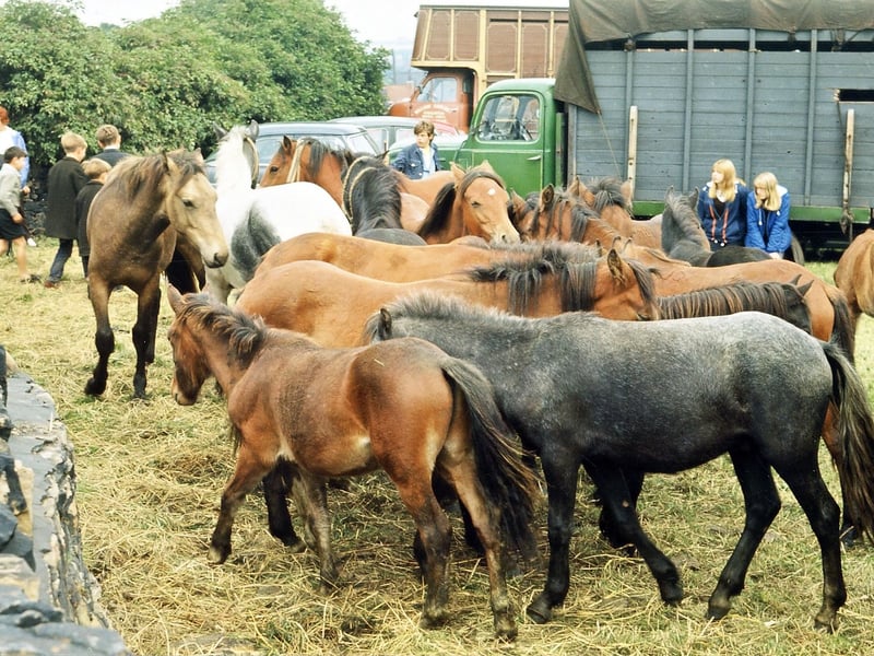 Ponies for sale at Lee Gap Fair in August 1965.