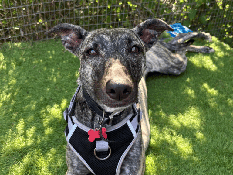 "Experienced foster / forever home needed for sensitive Tilly. Tilly arrived into our care as a young girl who had lived a very sheltered and sad life – she was adopted by a family who have tried to build her confidence but Tilly has struggled and come back to us at Thornberry. We would love to find her a quiet, loving, sighthound savvy, experienced home to decompress, build trust and enjoy life again. If you think that could be you please contact us. She is not comfortable with other dogs directly so it must be pet free."
- https://www.thornberryanimalsanctuary.org/animals/tilly/
